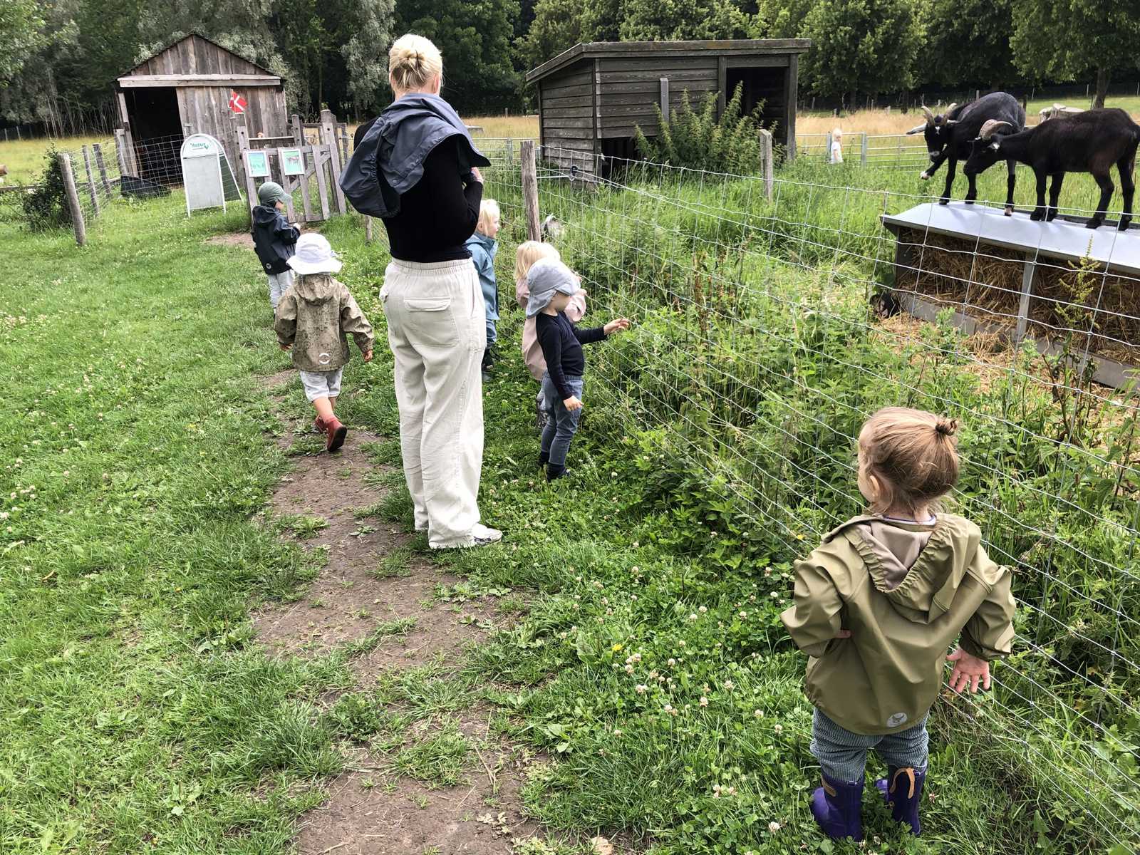 Det er spændende at lære om dyr - her besøger vi geder